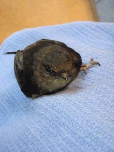 Rehabbed swift at Wisc Humane Society