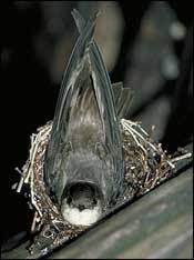 Chimney Swift on Nest