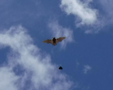 Big Brown Bat being chased by a Mourning Cloak butterfly – photo by Steve Anich