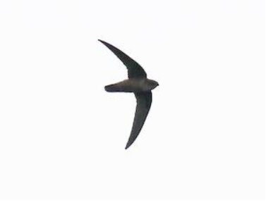 Chimney Swift in fight – photo by Brendan Fogarty (Macauley Library, Cornell Lab of Ornithology